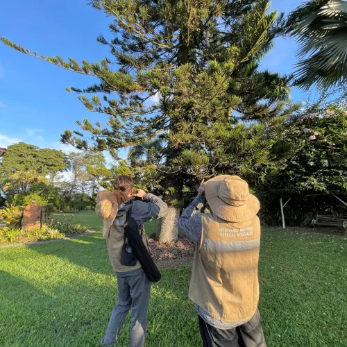 AVISTAMIENTO DE AVES (8)